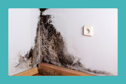 Schimmel in der Wohnung? Das sind Ihre Rechte als Mieter. Schimmel in der Wohnung? Das sind Ihre Rechte als Mieter.