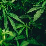 cannabis-konsum in der mietwohnung