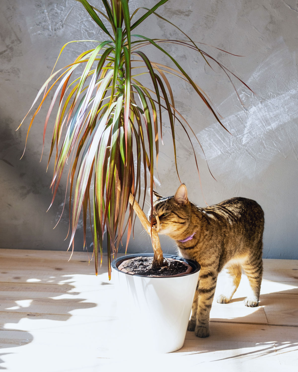 Hauskatze schnuppert an Dracaena