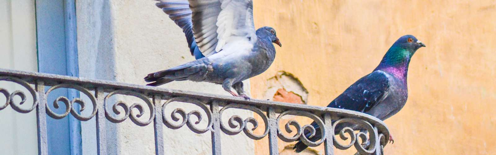 Taubenkot – so können sich Mieter wehren – MieterEngel