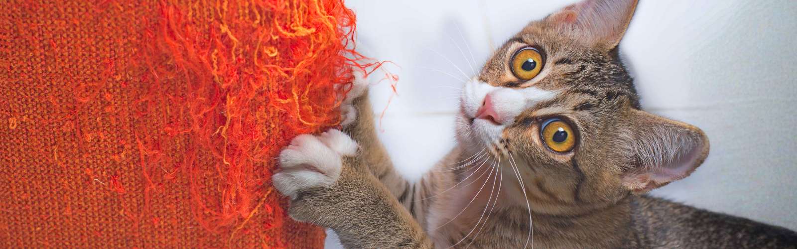 Schäden durch Katzen in der Mietwohnung: Rechte und Pflichten für Mieter
