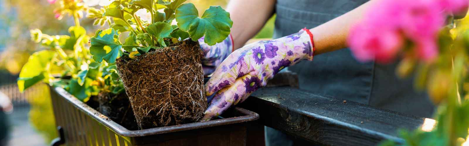 Blumenkästen am Balkon: Diese Regeln sollten Mieter kennen